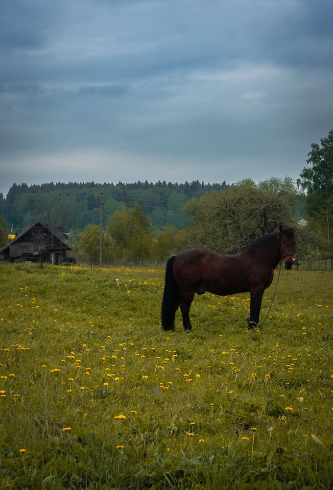 Фотография автора Геннадий Ломеко