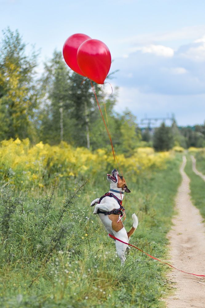 Фотография автора Елена Ушакова