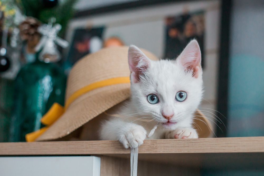 Photograph by Тризно Ирина