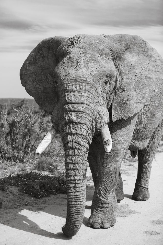 Photograph by Valeria D