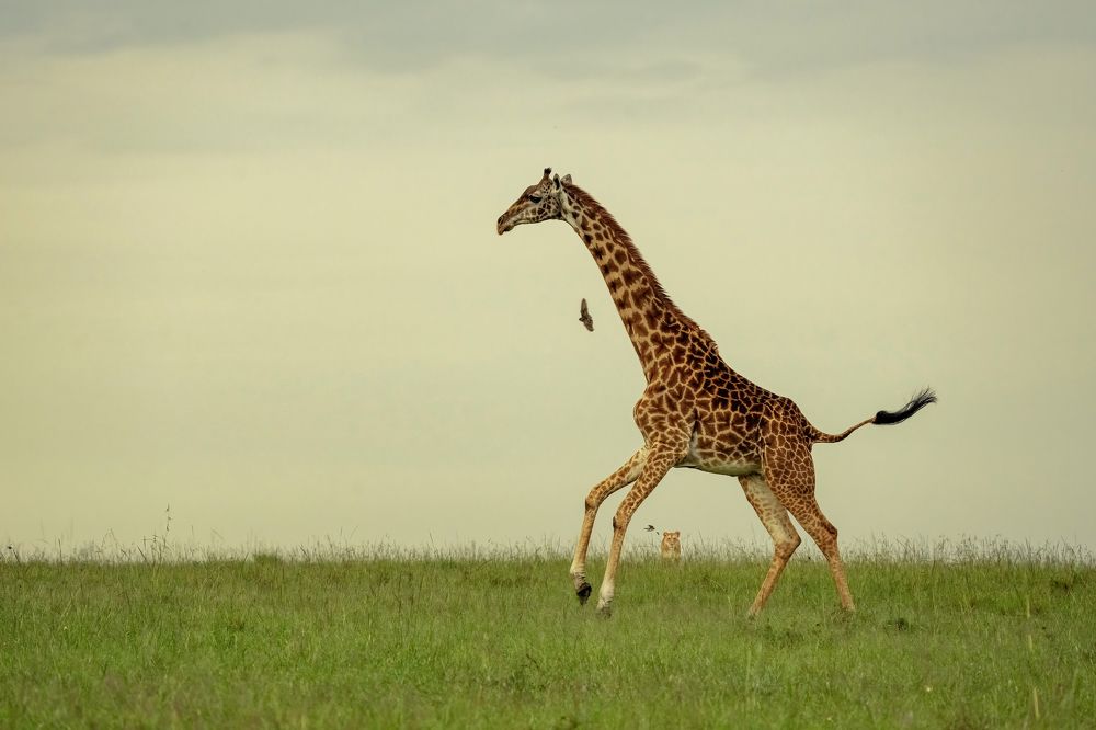 Фотография автора Joshy Varghese