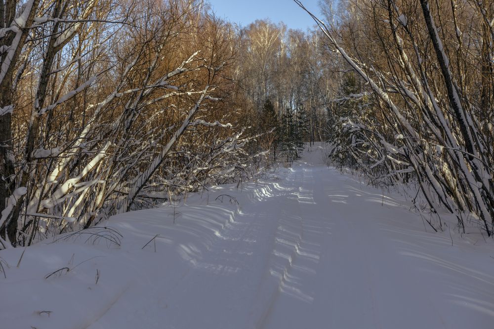 beauty of winter nature