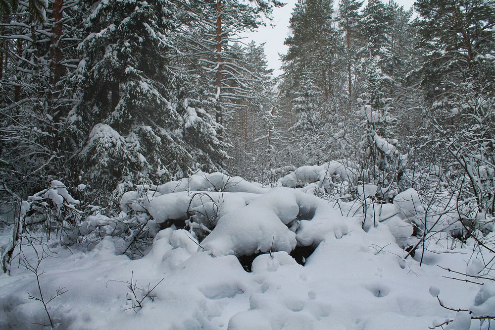 Photograph by Курочкина Диана