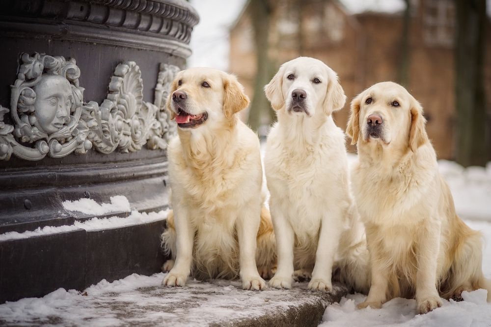 Photograph by Елена Раздвилова