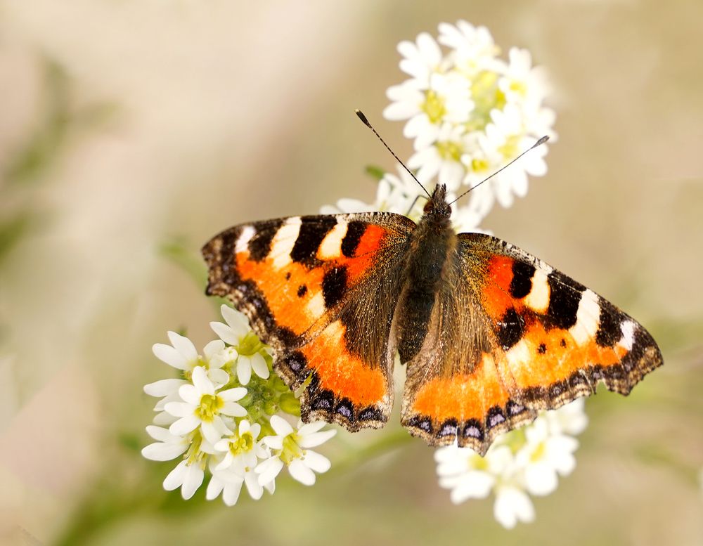 Photograph by Светлана Семенова