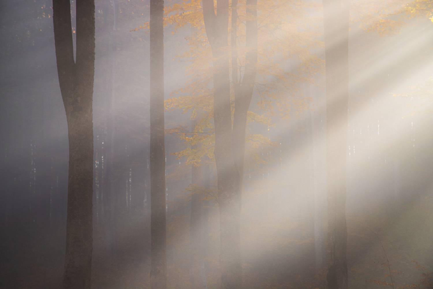 Фотография #10160171