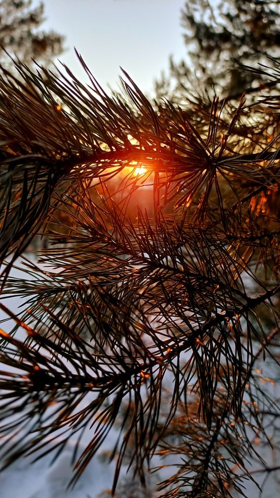 Photograph by Олеся Лосыгина