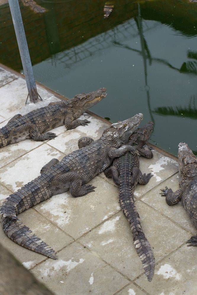 Фотография автора Светлана Зимина