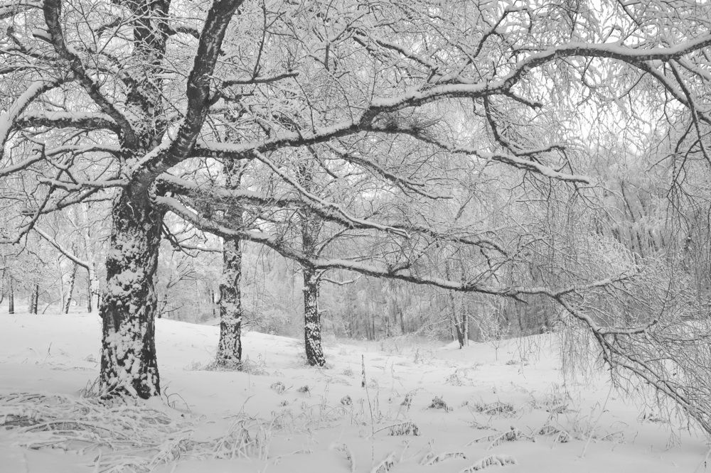 Фотография автора Колосова Елена