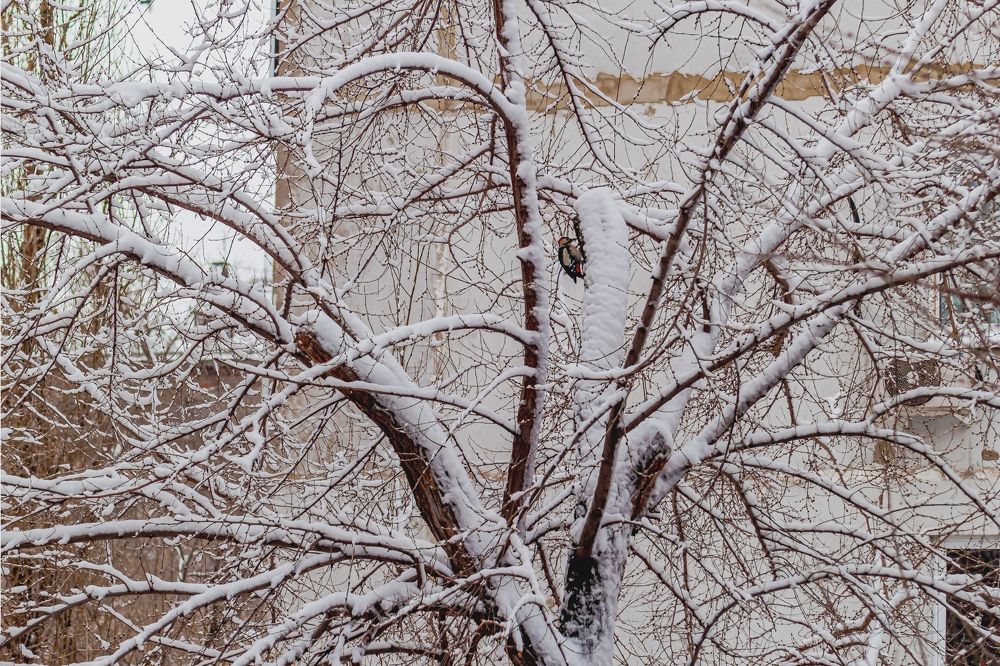 Когда выпал снег..