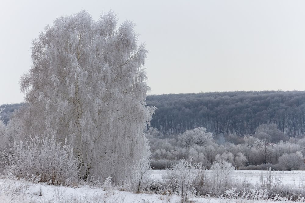 Белая береза