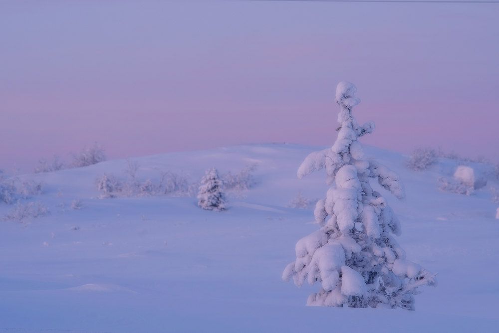 Сосны белоснежные шубы надели