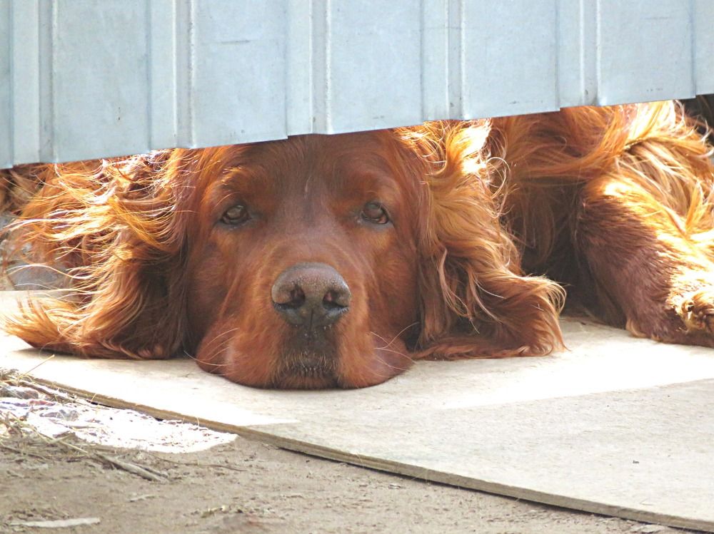 Photograph by Галина Пименова