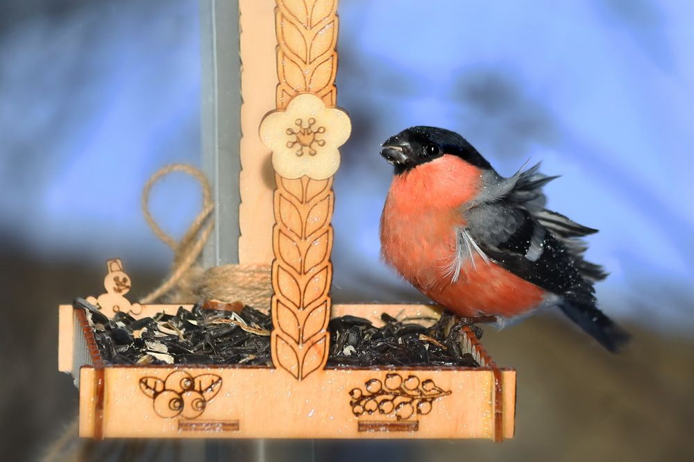 Солнечный день в кормушке.