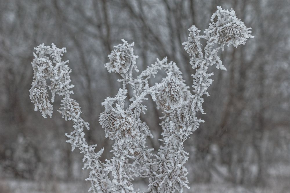 Photograph by Vladimir  Komarov