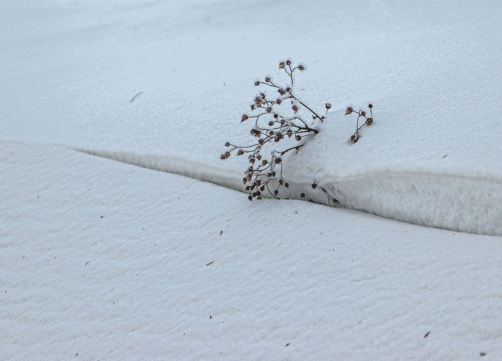 Photograph by Vladimir  Komarov
