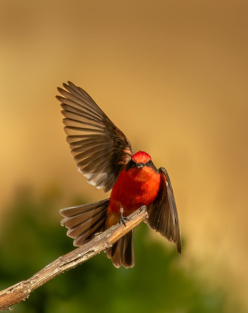 Pyrocephalus rubinus saying Hello