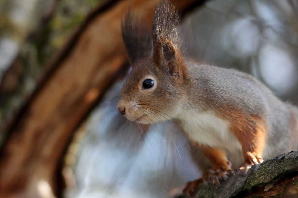 Photograph by Ольга Пилиповец