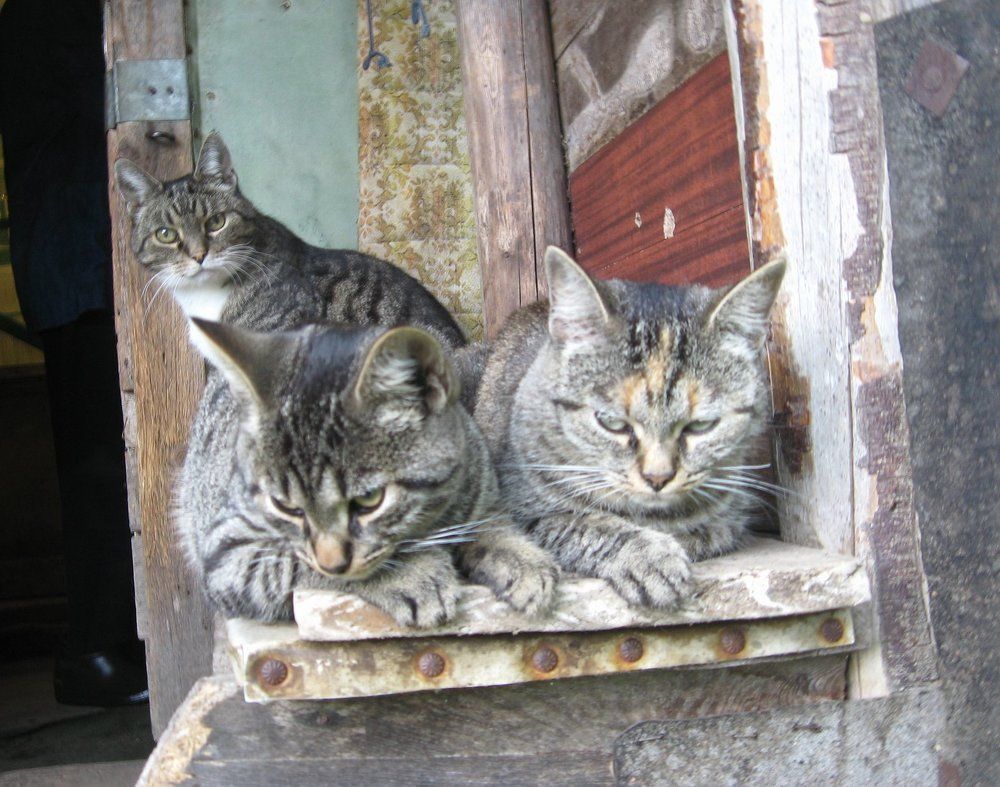 Photograph by Виктор Полуэктов