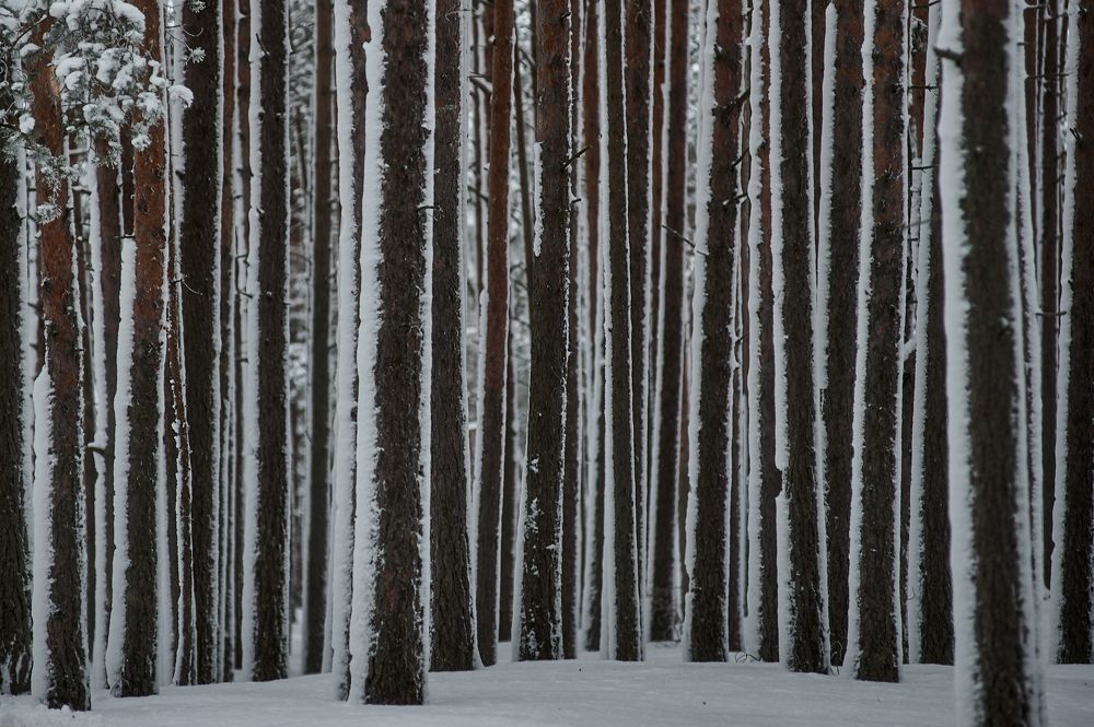 Photograph by Алексей Крылов