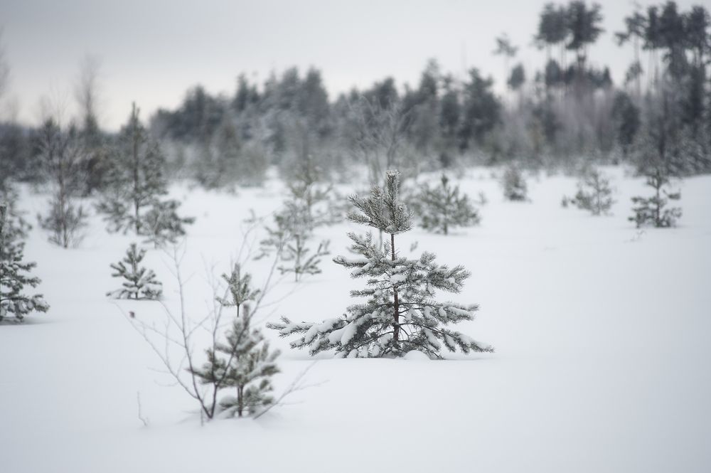 Photograph by Алексей Крылов