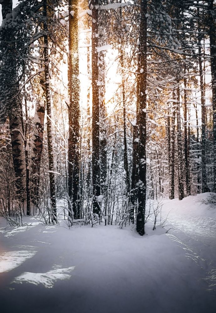 Зимний свет