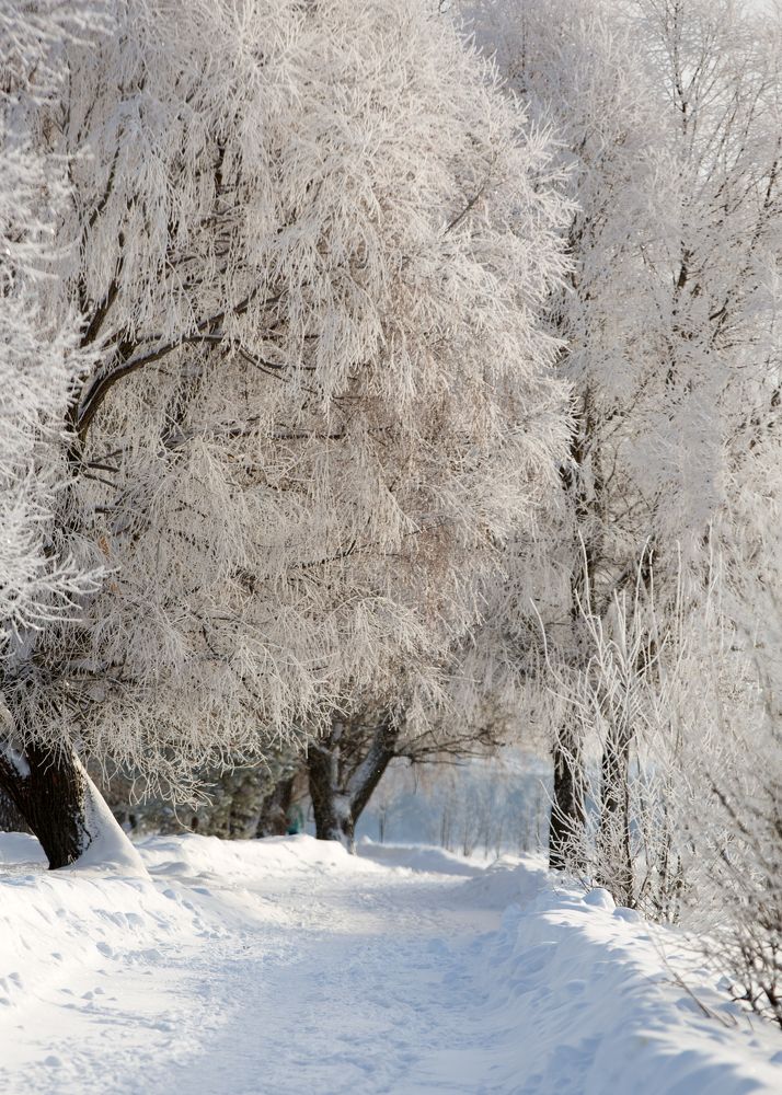 Заснеженная аллея