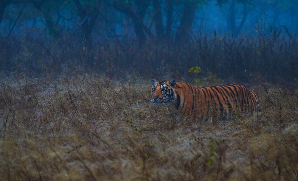 Photograph by Samita