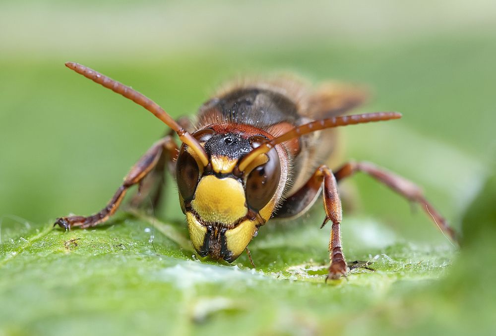 Завтрак шершня