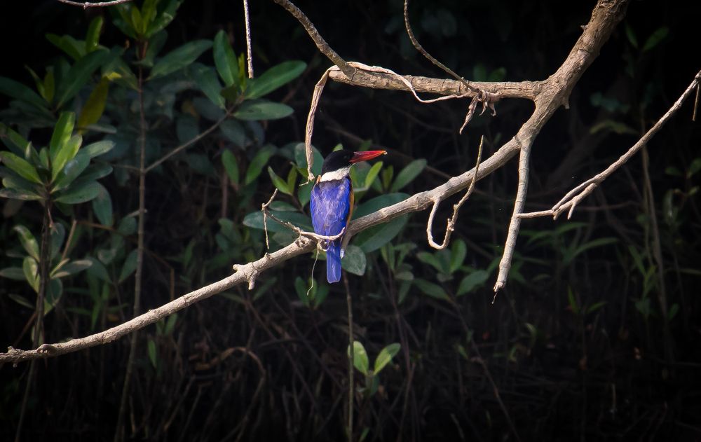 Photograph by Anish Gupta