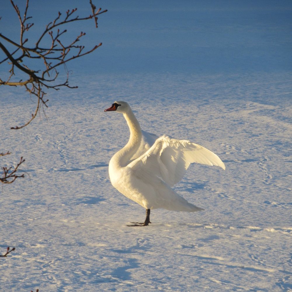 Photograph by Ирина Шведчикова