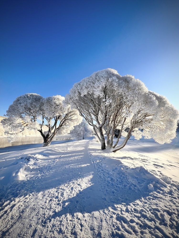 Морозный день у реки