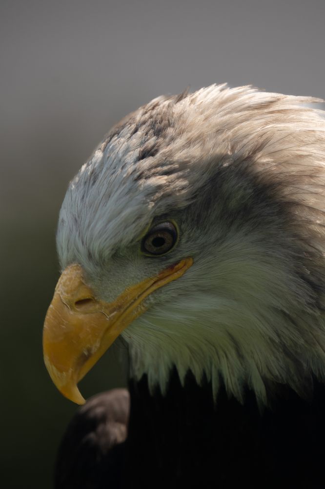 Фотография автора Talal Abodeshish