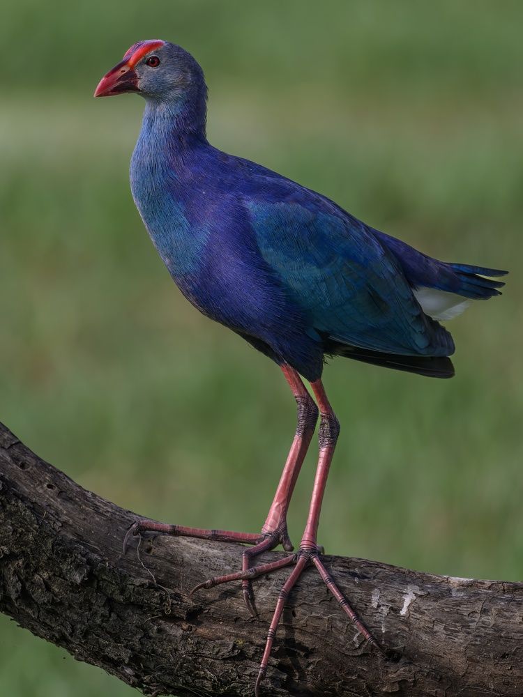 Photograph by Пупонин Сергей