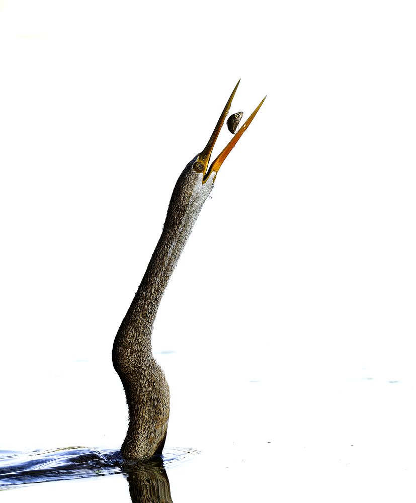 Photograph by Rahul Dev