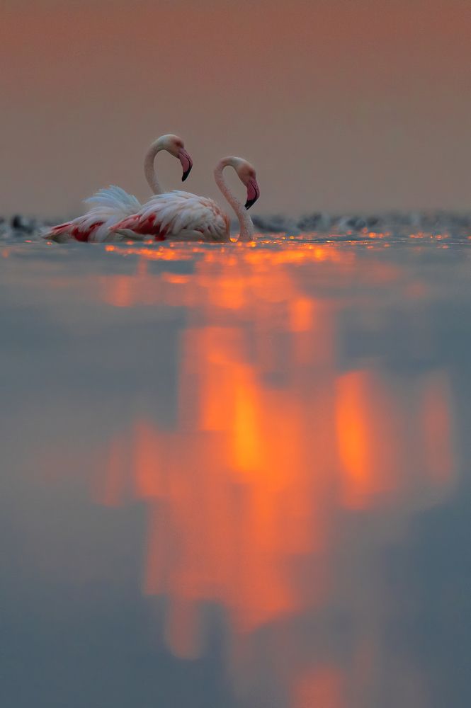 Фотография автора Prejul Prakash