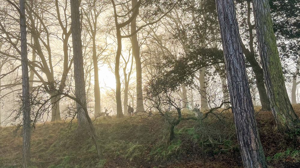 Photograph by Алина Ерехинская