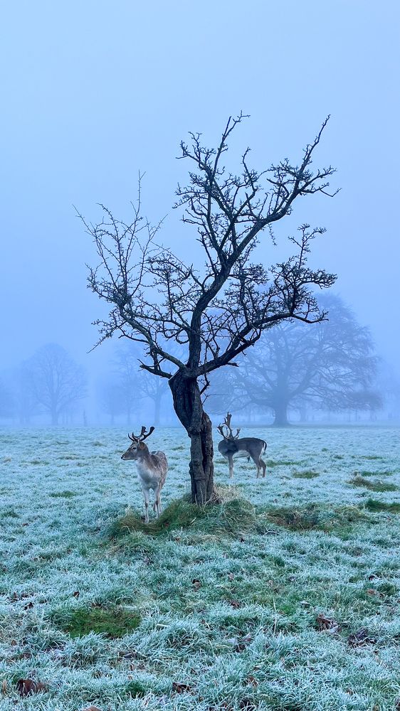 Photograph by Алина Ерехинская
