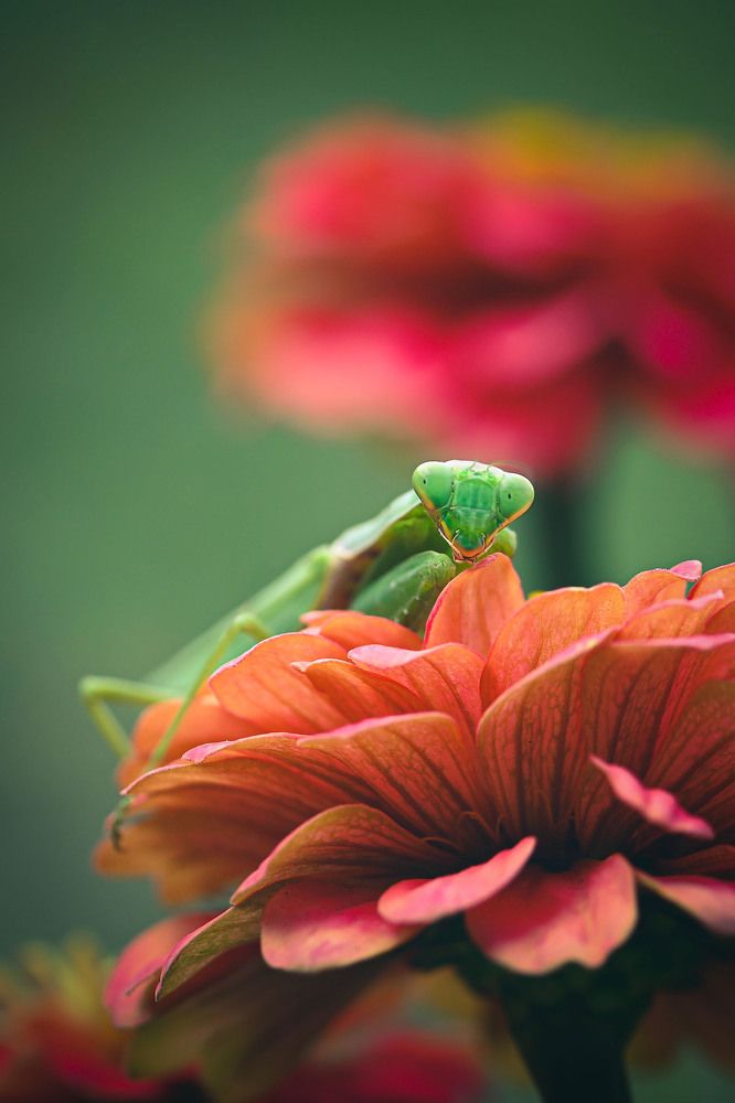 Photograph by Нели Арнаудова