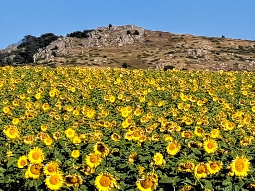 Фотография автора gustavo pecelis