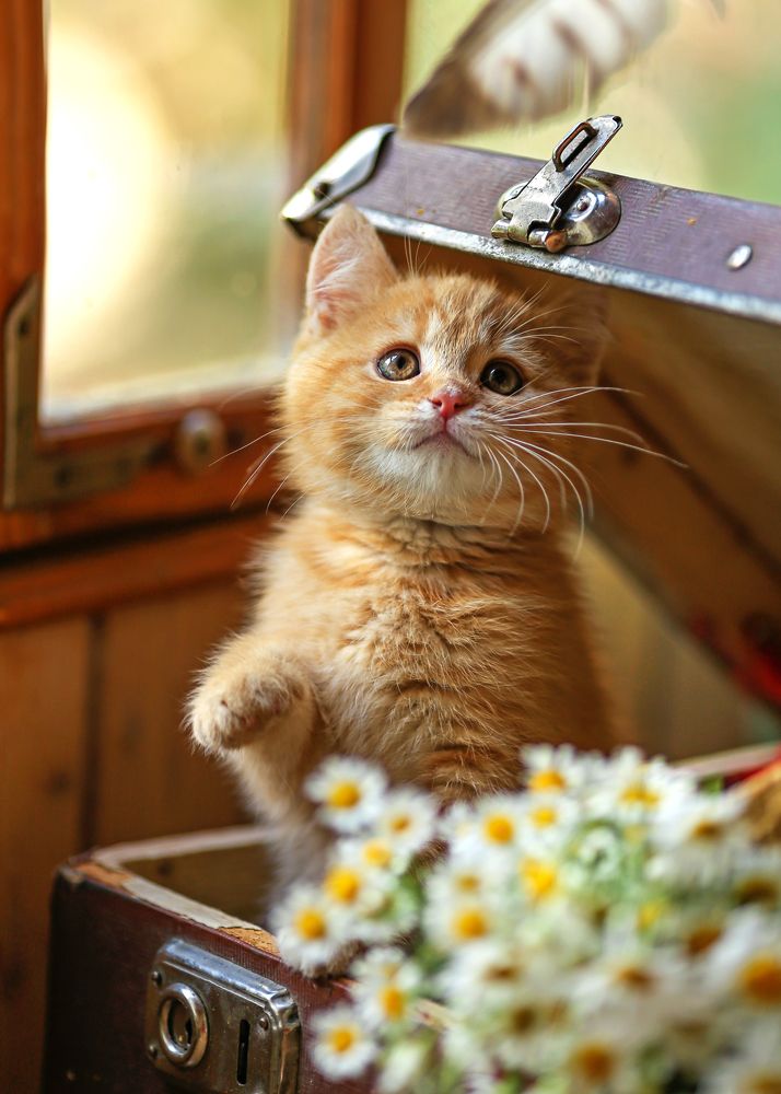 Рыжее счастье)