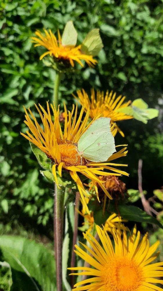 Девясил цветёт