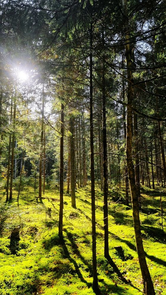 Белое солнце осеннего леса