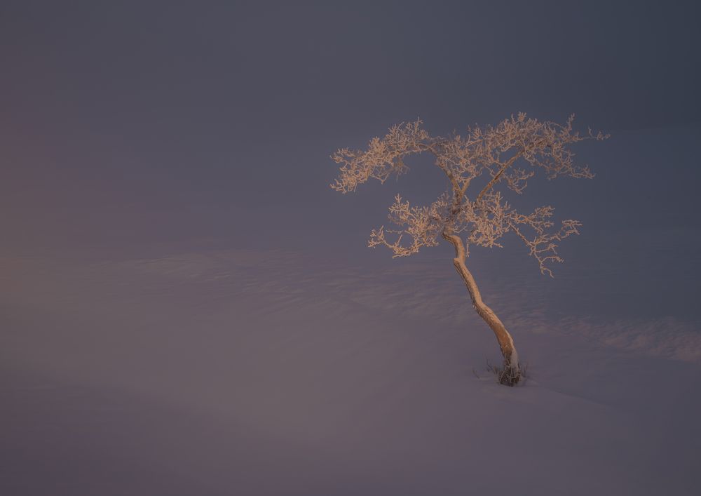 Фотография автора NIKOLAY KALININ