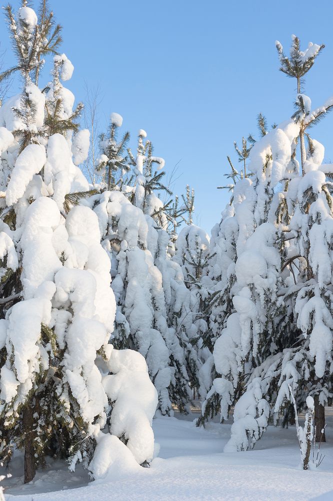 Photograph by Елена Анучина