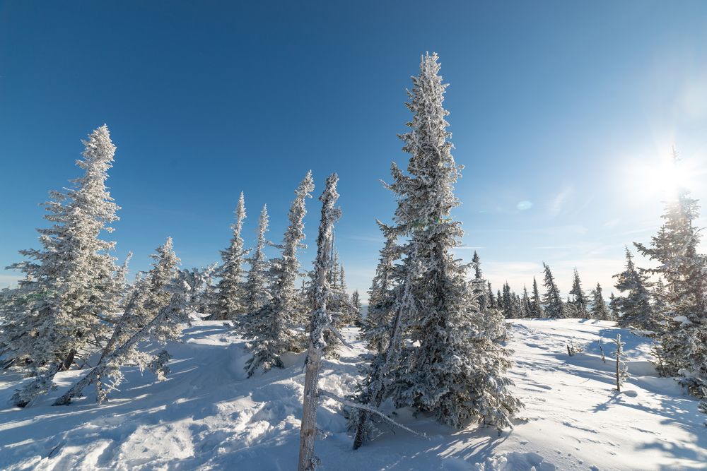 Фотография автора NIKOLAY KALININ