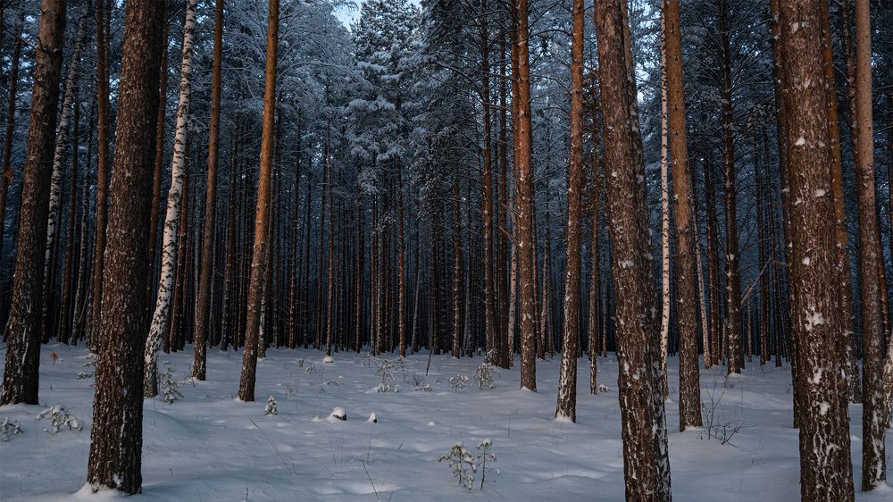 Photograph by Владимир Коровин