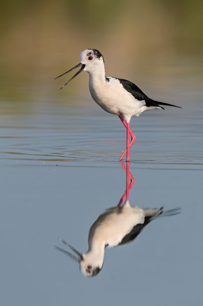 Photograph by Massimo Tamajo