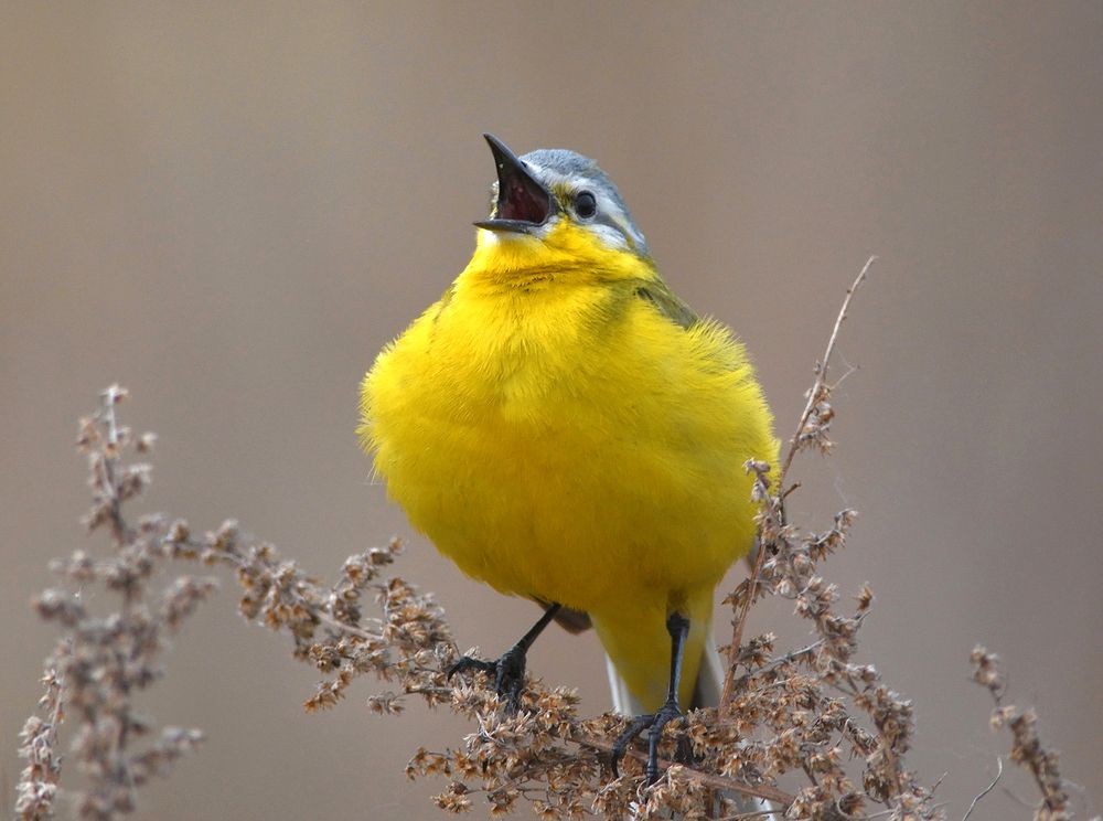 Песенка. Жёлтая трясогузка.