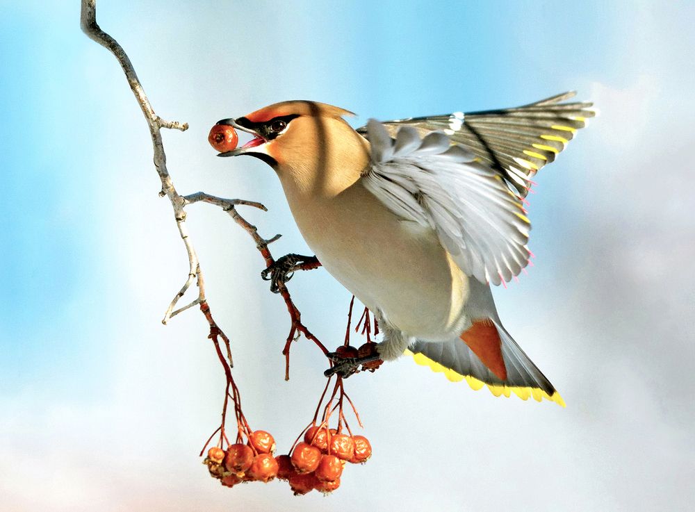 Полетели... Свиристель.